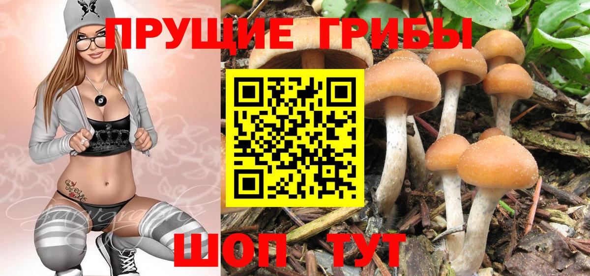 Псилоцибиновые грибы Cubensis  Вход с VPN  Гусиноозёрск 